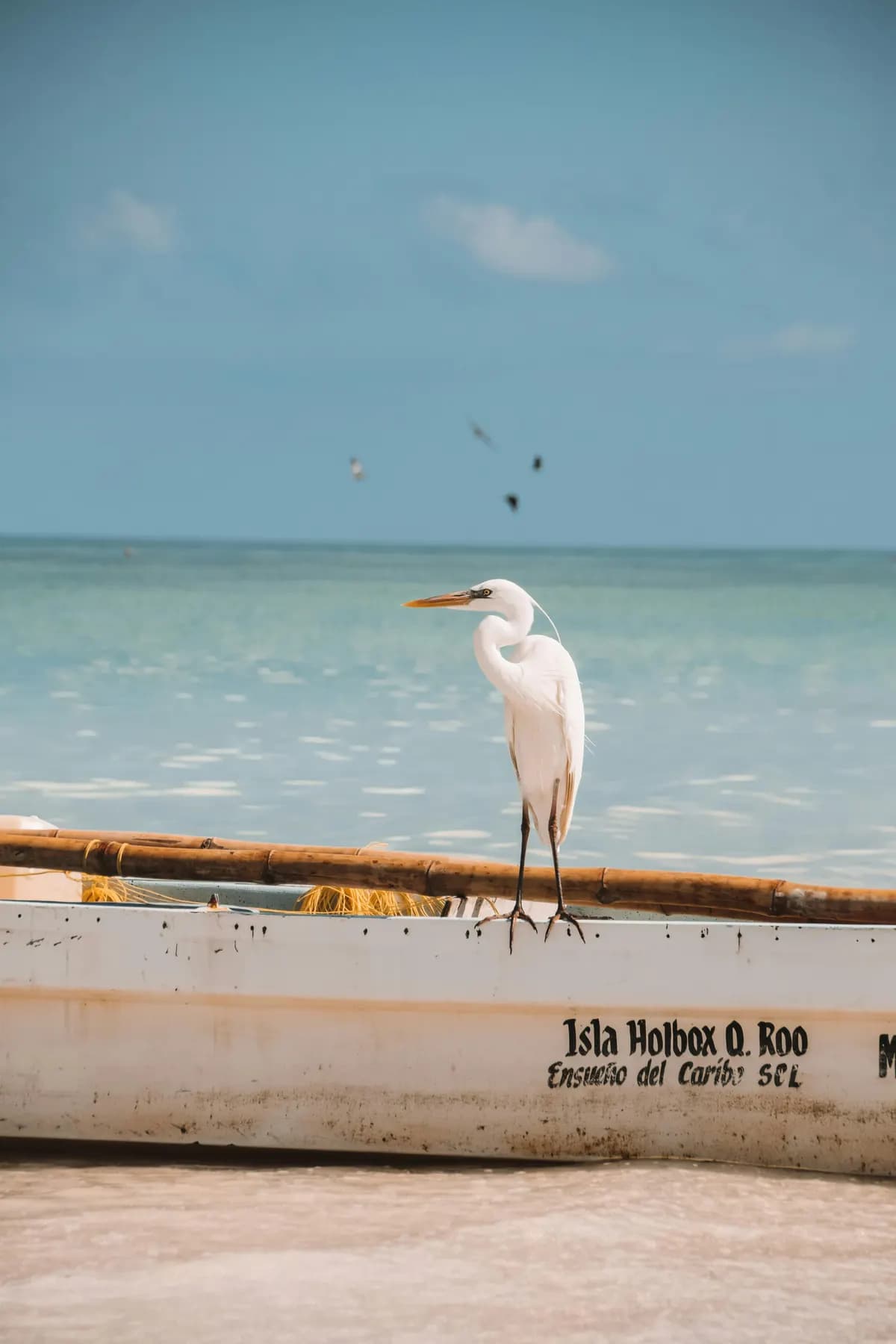 Garza sobre una barca en Holbox